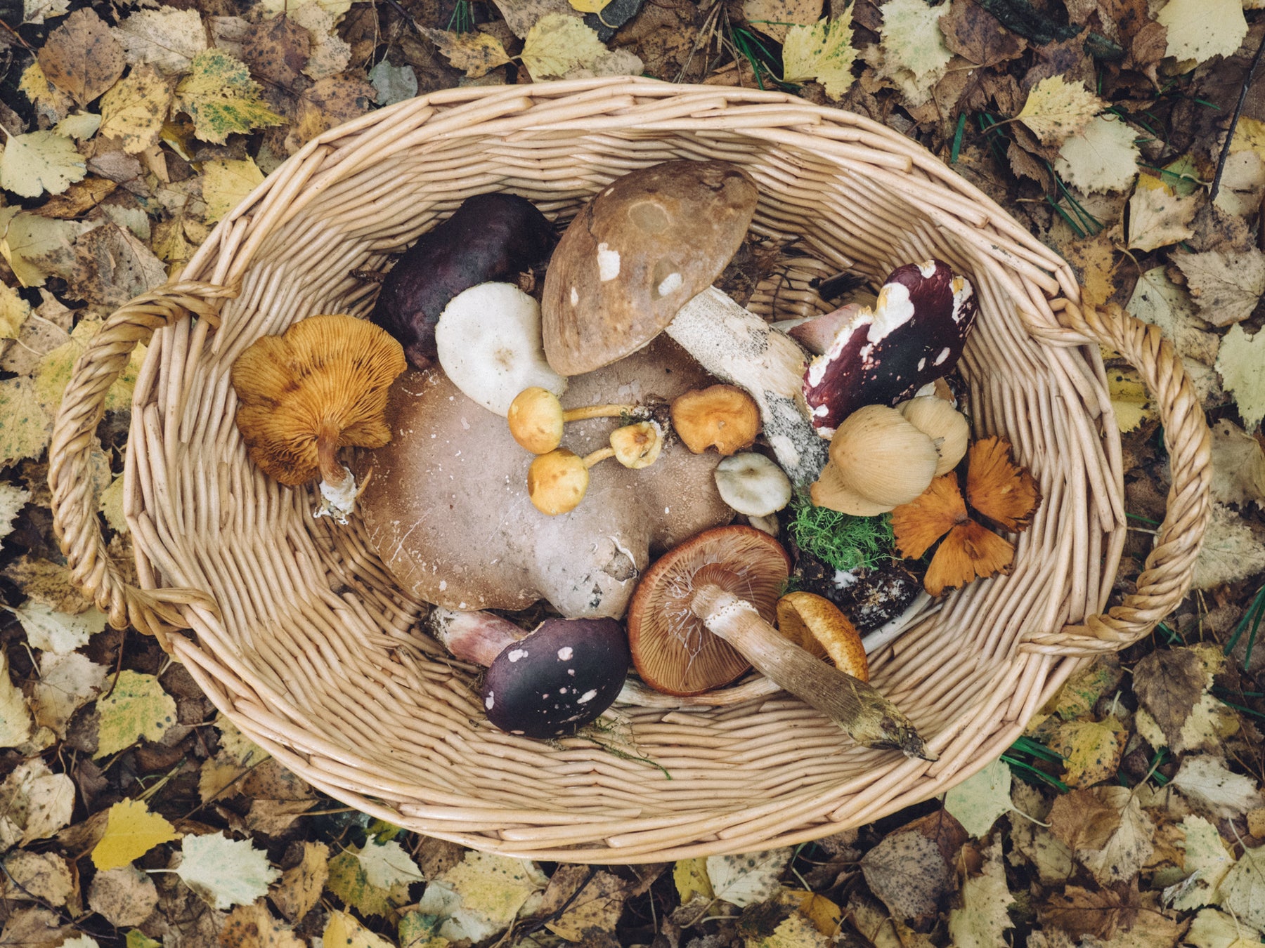 Medicinal Mushrooms And Their 'Magical' Benefits!