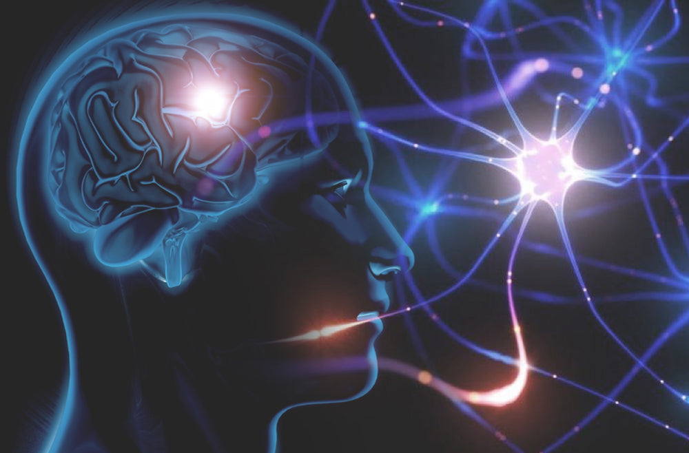 How to effectively increase neurogenesis - NeuroActive blog