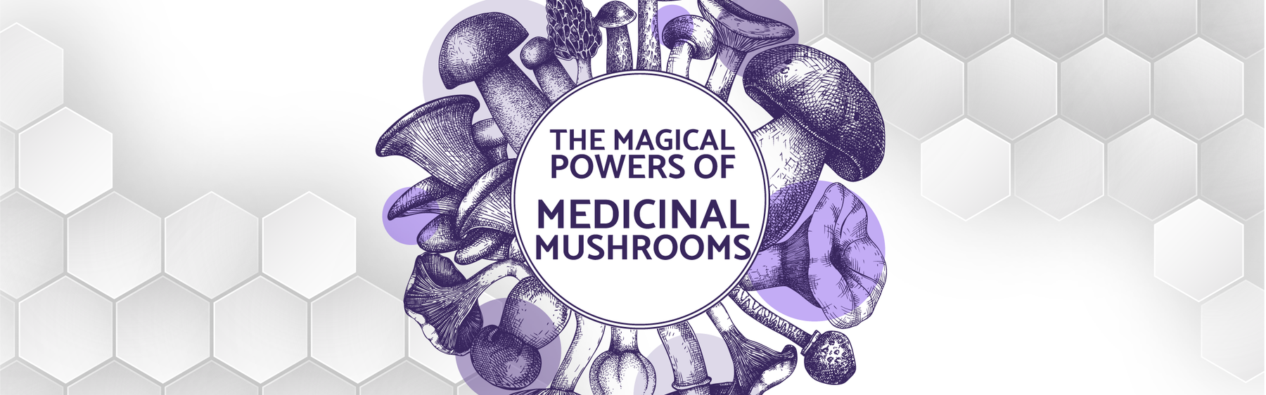 The Magical Powers Of Medicinal Mushrooms