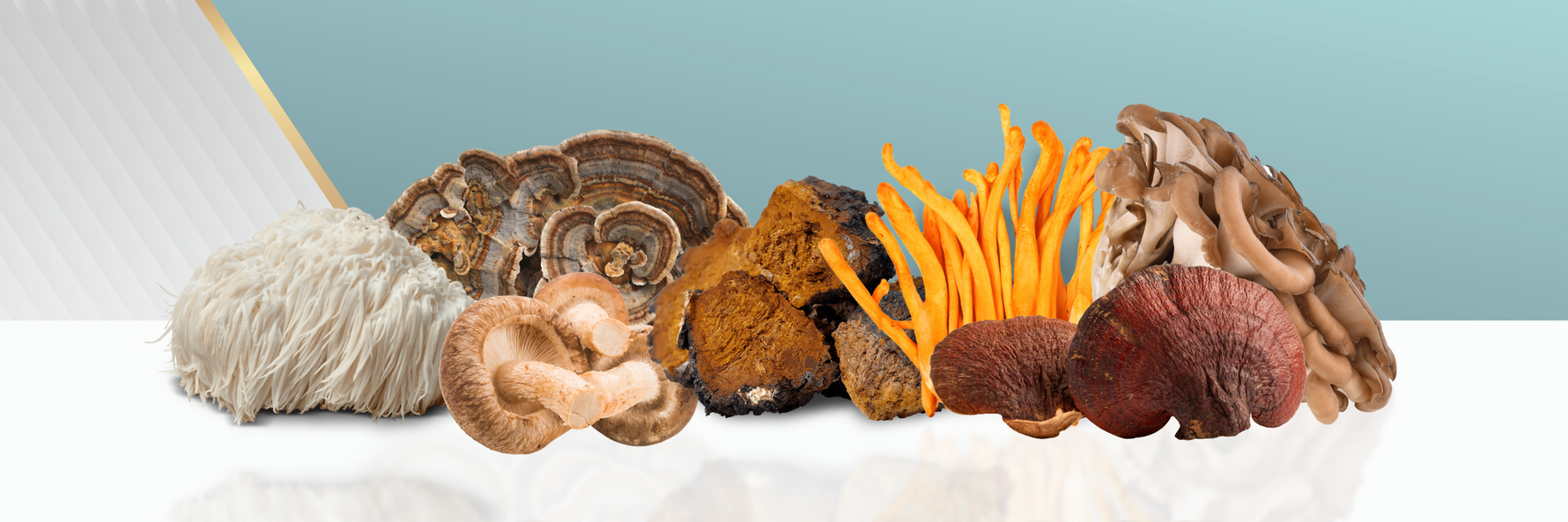Medicinal Mushrooms for Immunity