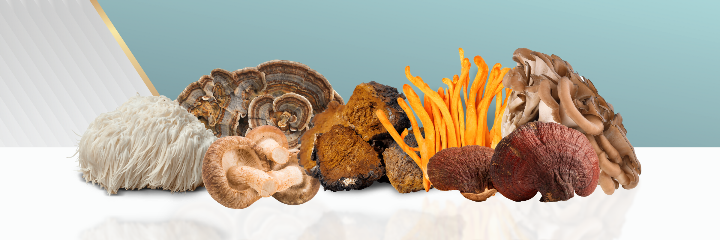 Medicinal Mushrooms for Immunity