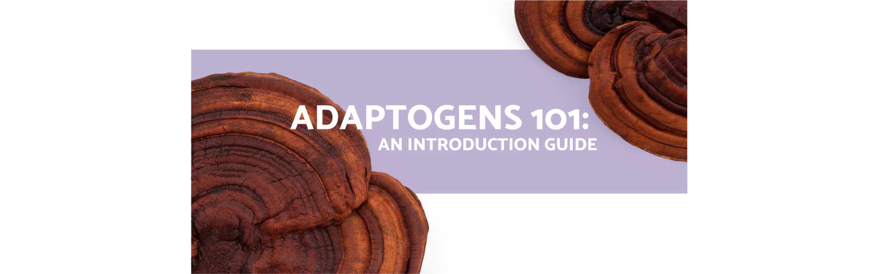 Adaptogens 101 - an introduction guide - NeuroActive blog