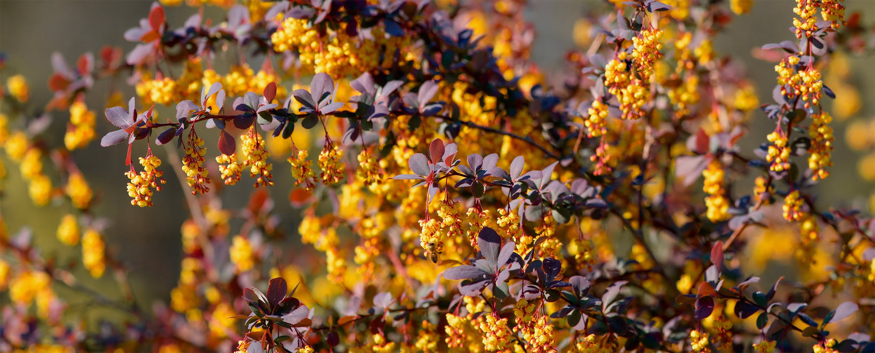 Why you should add berberine to your stack - NeuroActive blog