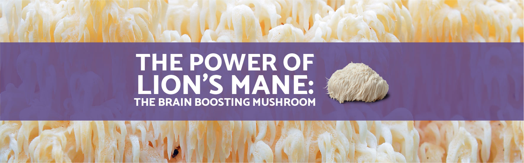 The power of lion's mane - brain boosting mushroom - NeuroActive blog