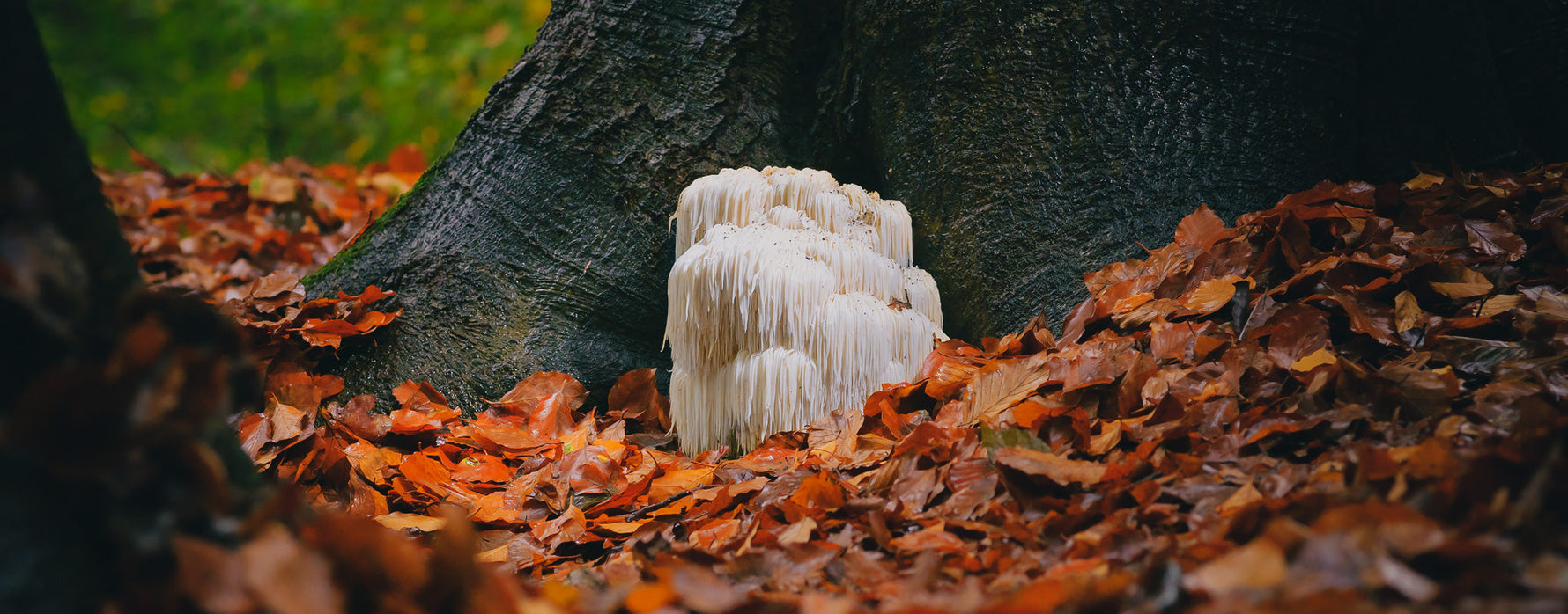 Lion's mane mushroom and its benefits - NeuroActive blog