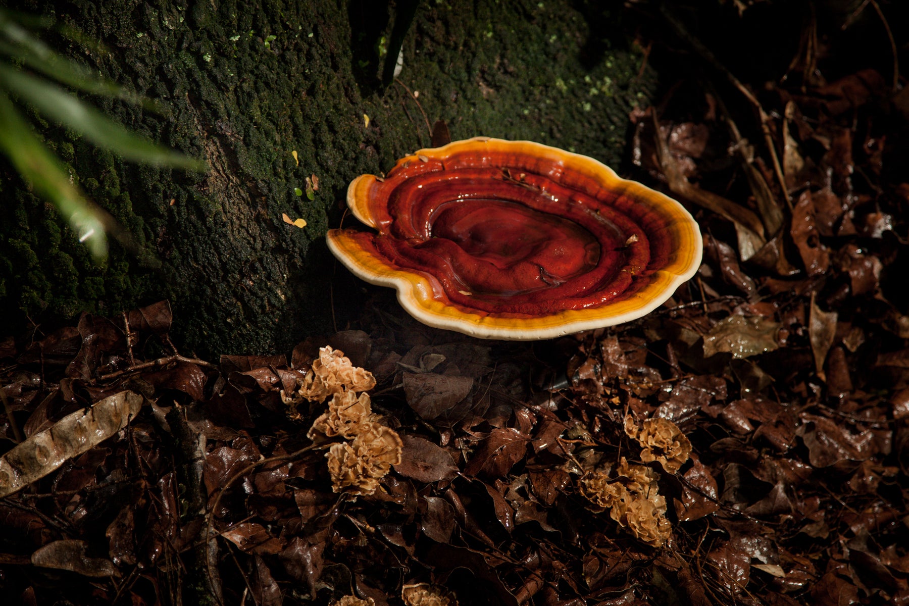 Health Benefits of Reishi Mushroom