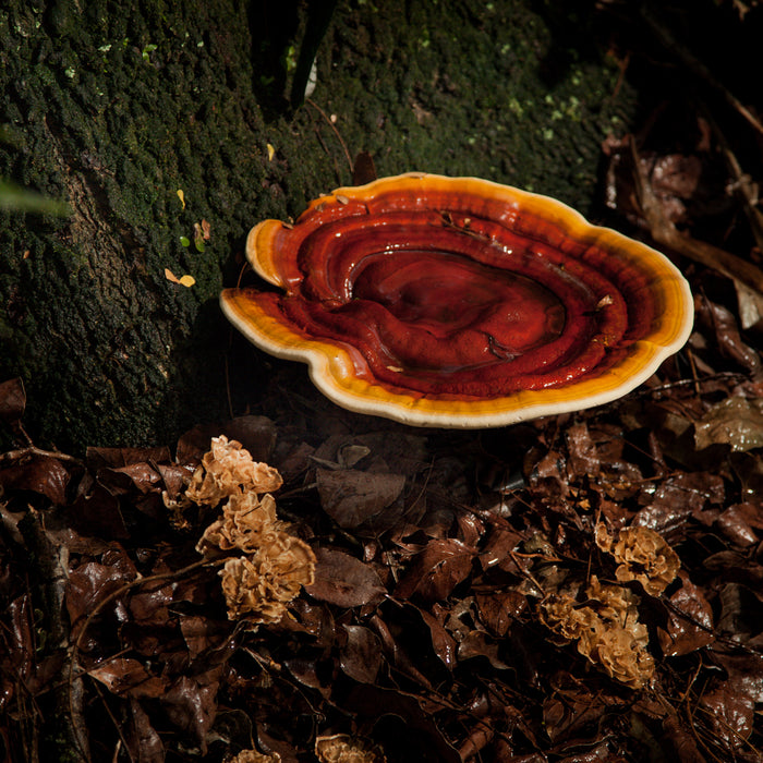 Health Benefits of Reishi Mushroom